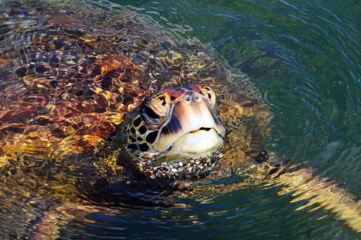 Photo report “Galápagos Islands Diving Safari”.