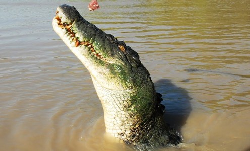 Видео. Прыжки гребнистого крокодила. Национальный Парк Какаду. Австралия.
