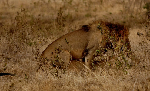Video. Lions love games. Lions vs. buffaloes. Ngorongoro National Park. Tanzania.