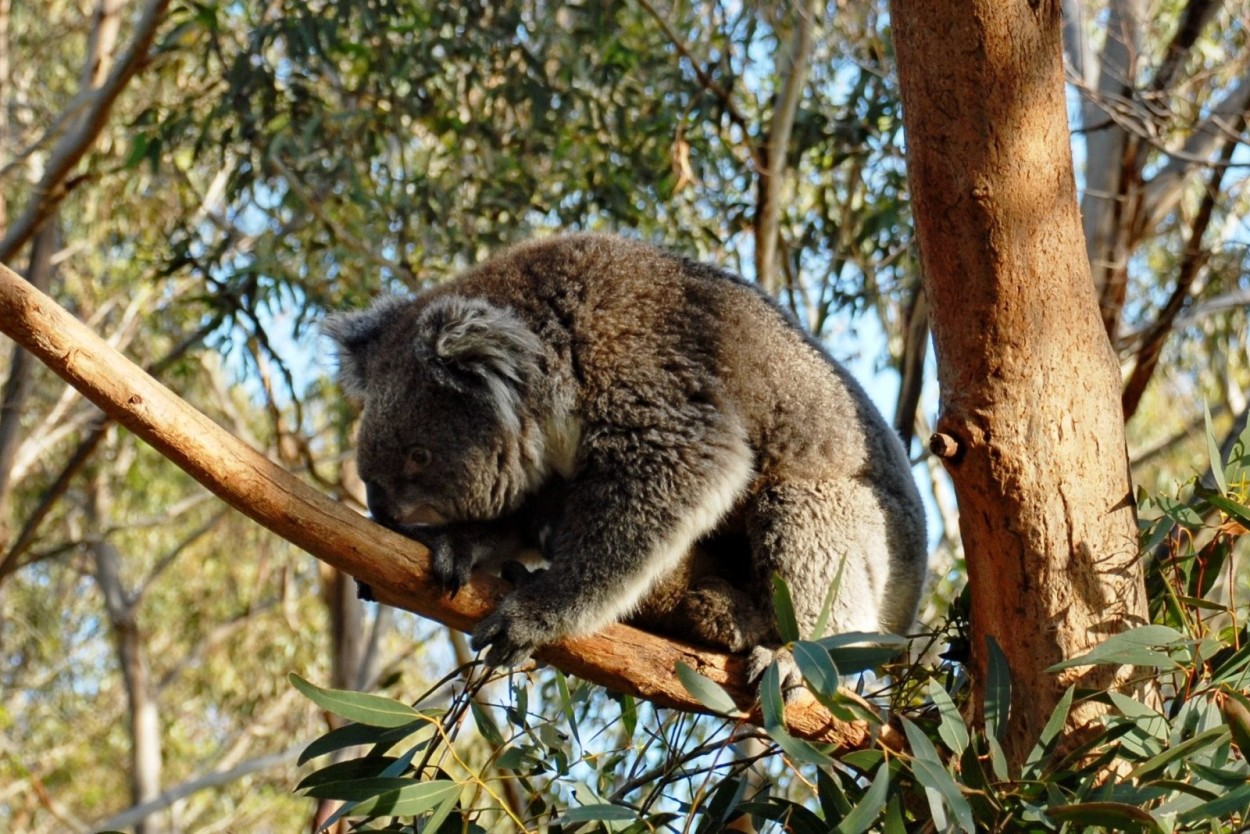 Фоторепортаж “Путешествие по Австралии и Тасмании”