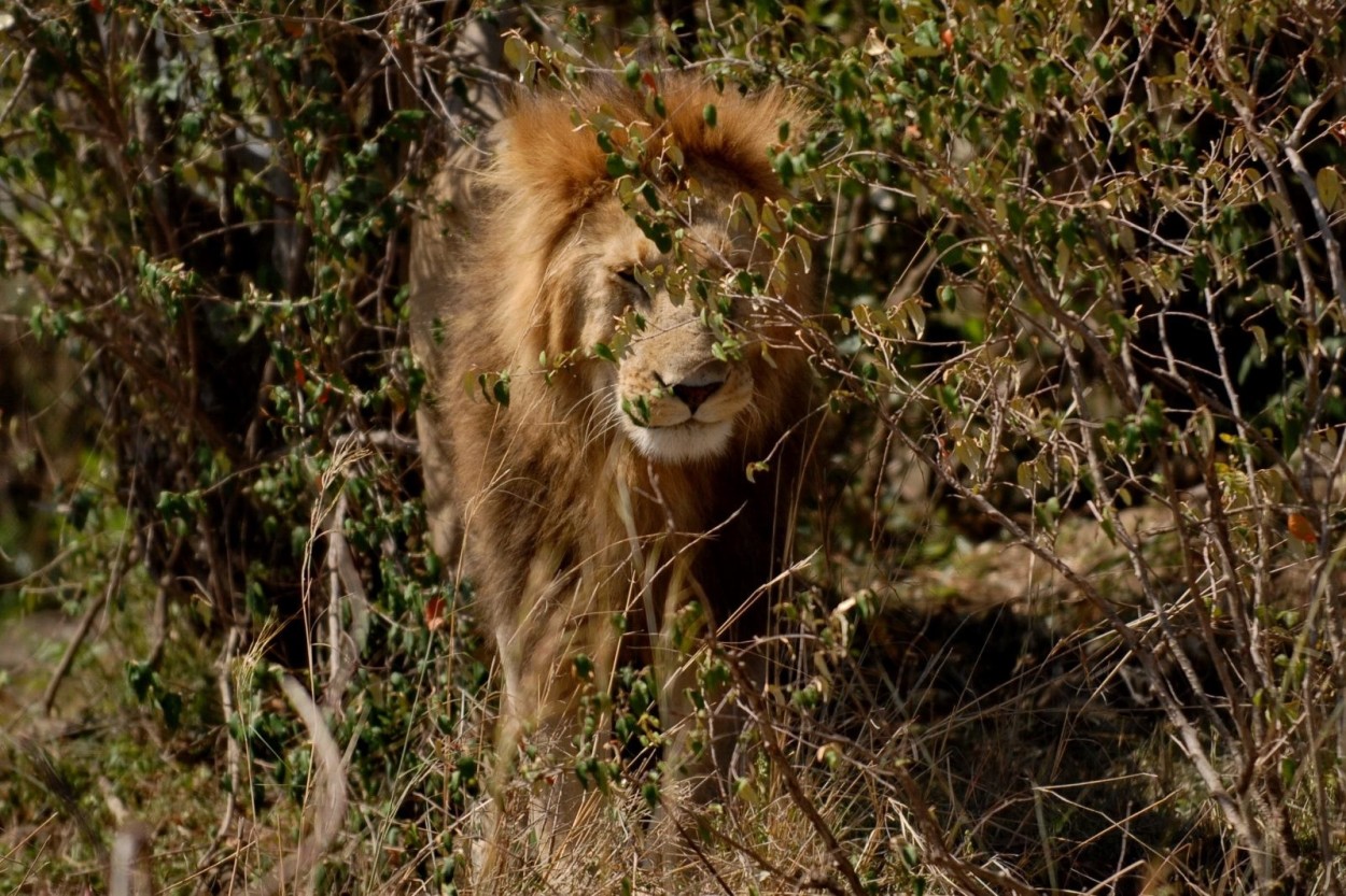 Photo report “In search of big african cats”.