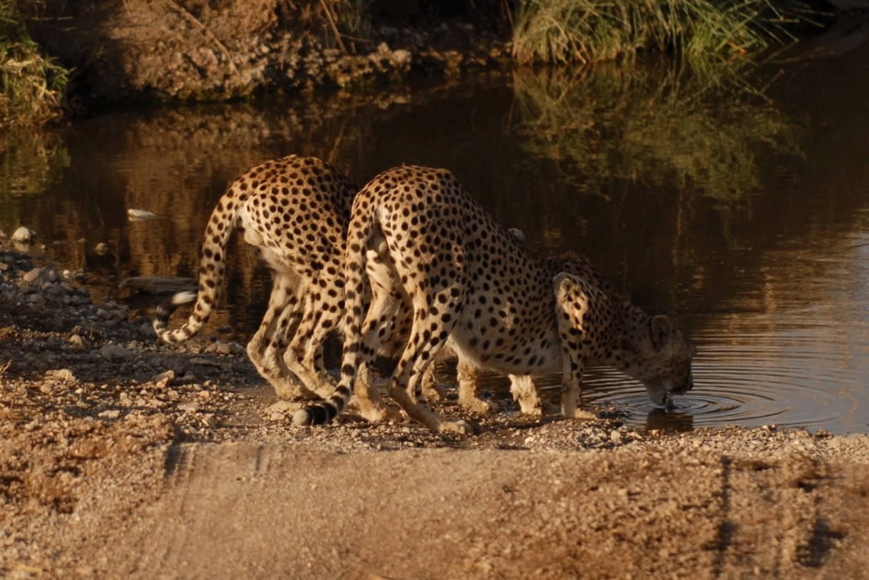 Фоторепортаж “В поисках больших африканских кошек”.