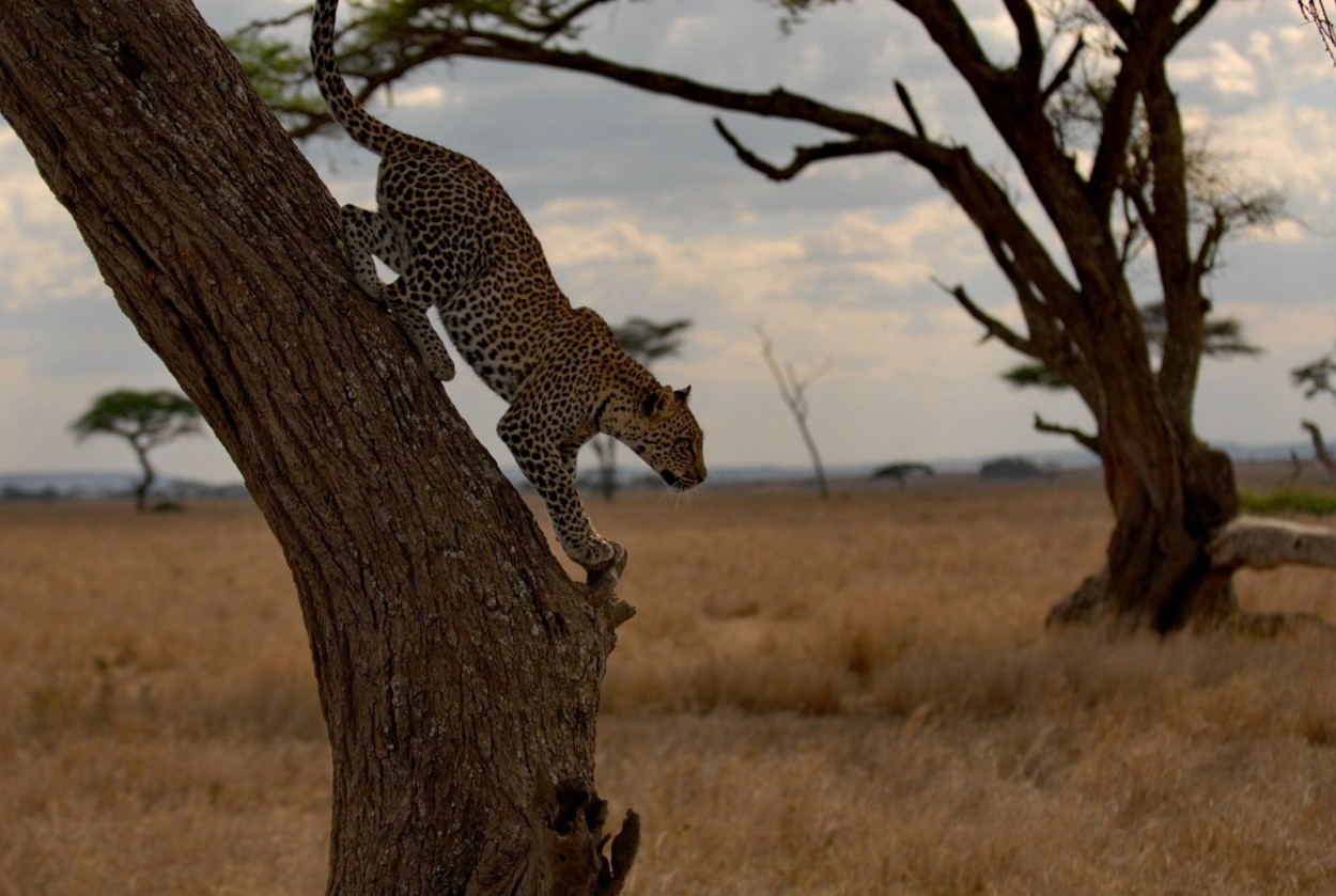 Фоторепортаж “В поисках больших африканских кошек”.