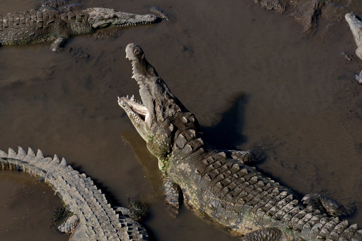 Фоторепортаж “Дайвинг сафари на острове Кокос. Коста-Рика”.