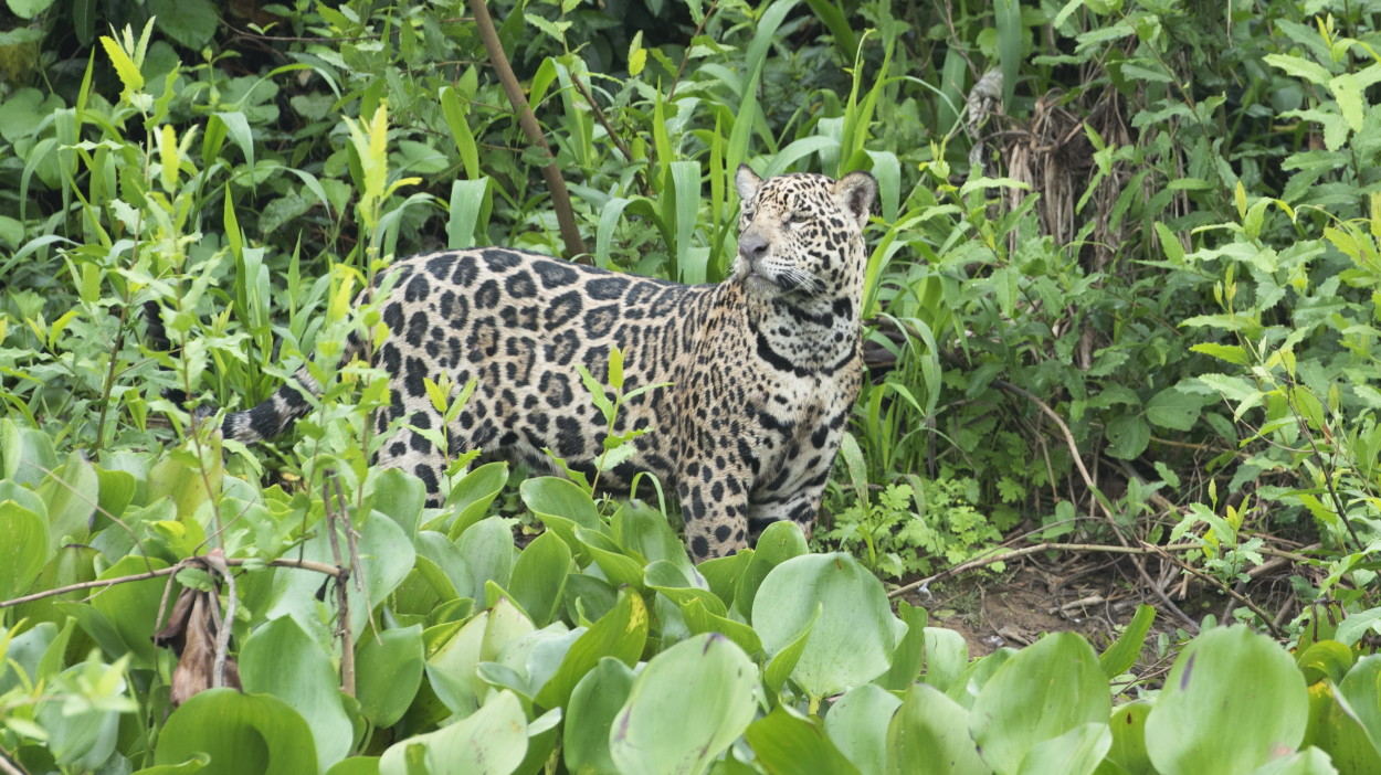 Photo report “Pantanal. On the trail of the jaguar”.