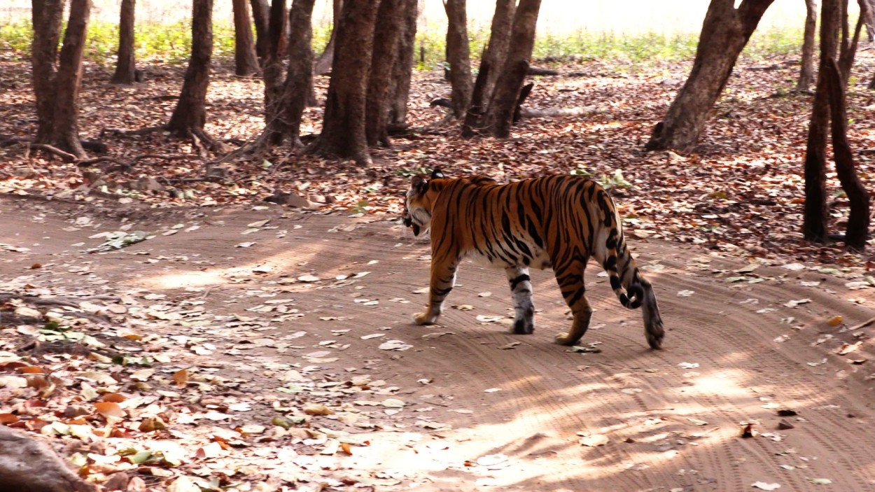 Фоторепортаж “По следу Бенгальского тигра”.