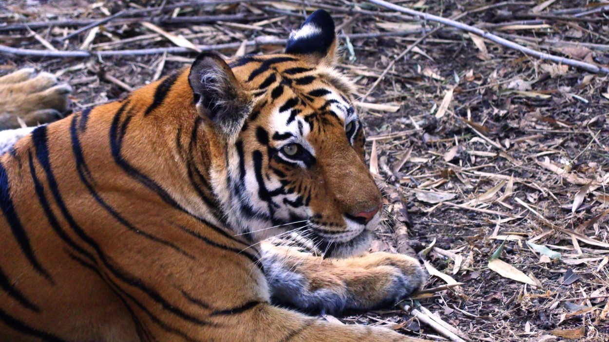 Photo report “In the way of the Bengal tiger”.