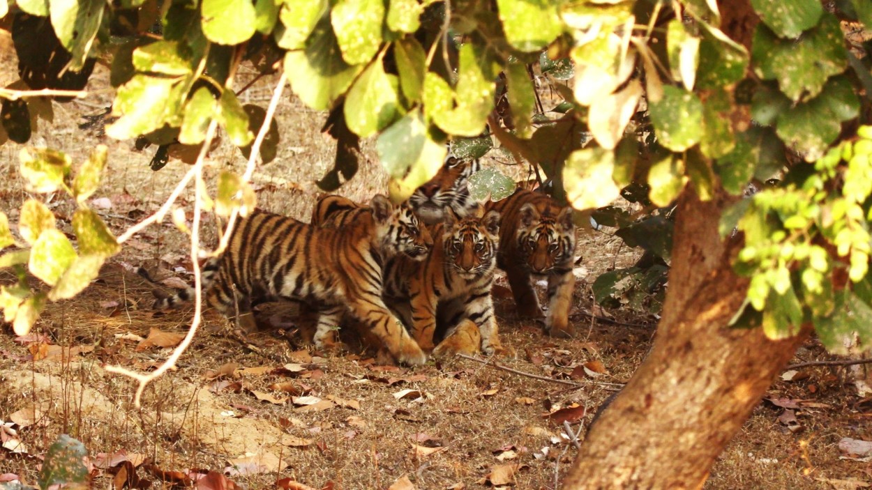 Photo report “In the way of the Bengal tiger”.