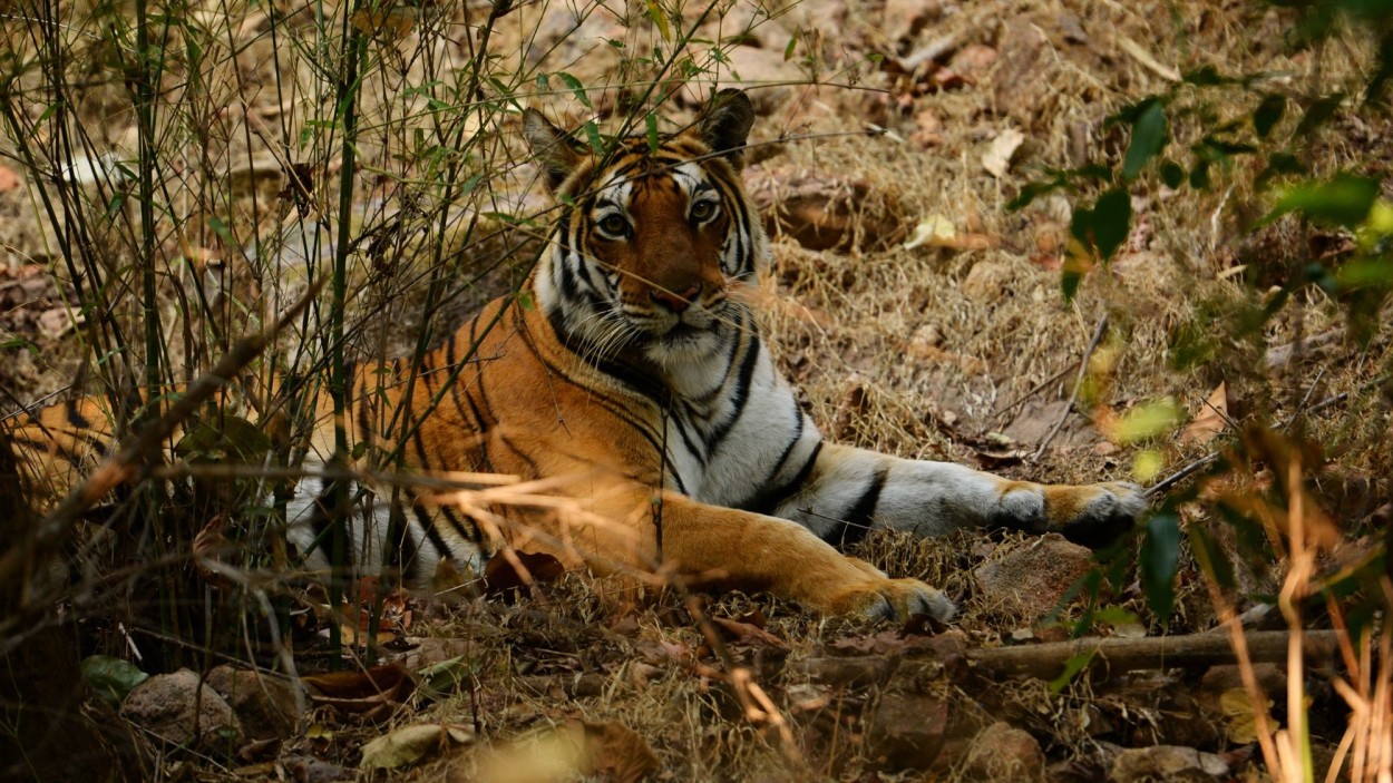Фоторепортаж “По следу Бенгальского тигра”.