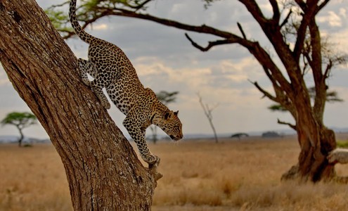 Фильм: “В поисках больших африканских кошек”. Национальные парки Масаи-Мара, Серенгети, Нгоронгоро, Озеро Накуру. Кения-Танзания.