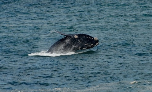 Video. Right whale. Walker Bay Nature Reserve. South Africa.
