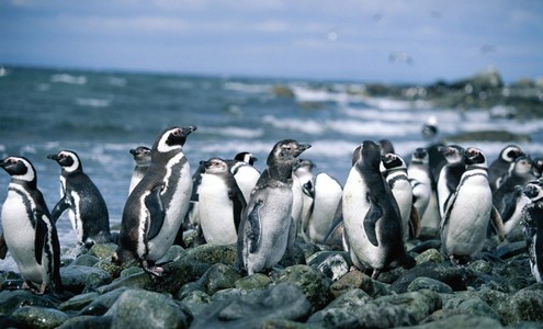 Видео. Пингвины Огненной Земли. Остров Мартильо. Национальный парк Тьерра-дель-Фуэго. Патагония. Аргентина.