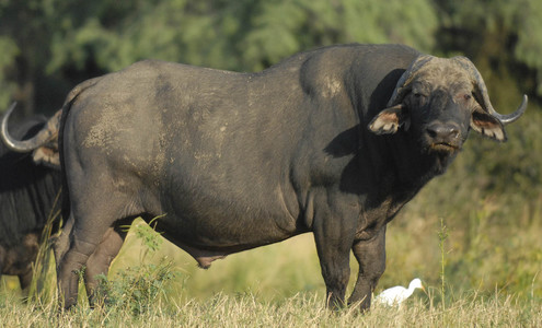 Video. Surrounded by buffaloes. Hwange National Park. Zimbabwe.