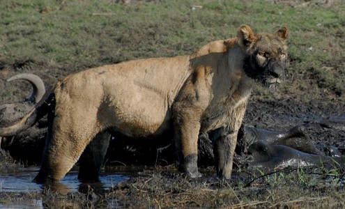 Video. Lioness with prey. Chobe National Park. Botswana.