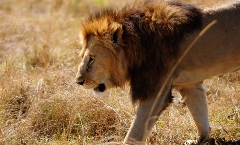Video. Pride of lions. Leopard. Okavango and Moremi National Parks. Botswana.