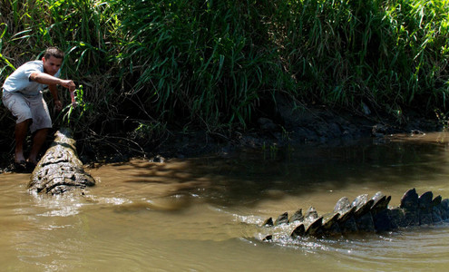 Video. Extreme with crocodiles. Tárcoles River. Carara National Park. Costa Rica.
