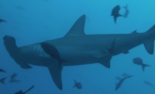 Видео. Дайвинг с Тигровой акулой. Национальный парк Остров Кокос. Коста-Рика.