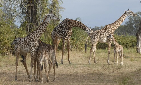 Video. Safari in South Luangwa National Park. Zambia.