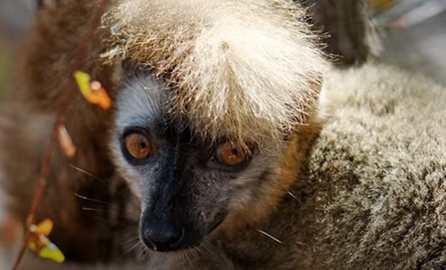 Video. Fossa. Lemurs. The Kirindy Mitea National Park. Madagascar.
