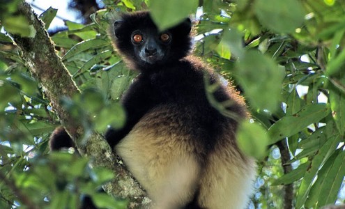 Video. Lemurs. The smallest lemur. Ranomafana National Park. Madagascar.