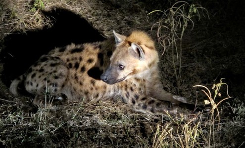 Video. Civet. Leopard. Hyenas. South Luangwa National Park. Zambia.