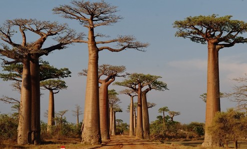 Video. National reserve “Alley of the Baobabs”.  Morondava. Madagascar.
