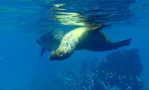 Video. The best diving in the Galapagos. Dance with seals. Galápagos National Park. Ecuador.
