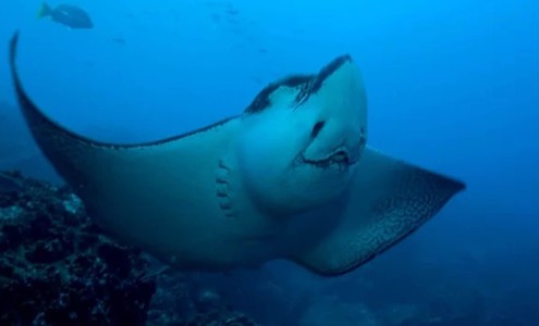 Video. The best diving in the Galapagos, sharks and eagle rays. Galápagos National Park. Ecuador.