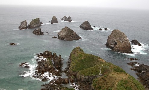 Video. Protected natural area “Nugget Point”. Sea lions. New Zealand.