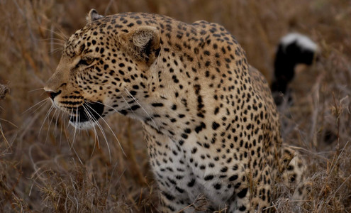 Video. Leopard vs. giraffe. Leopard attack. Serengeti National Park. Tanzania.