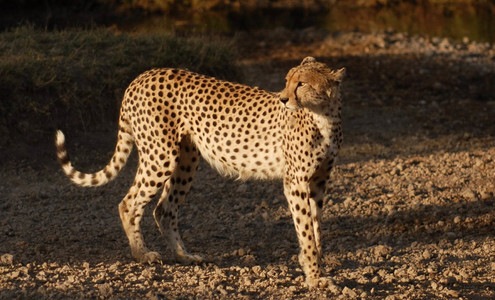 Видео. Гепарды и шакал. Атака гепардов. Национальный парк Масаи-Мара. Кения.