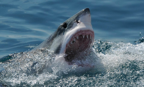 Video. Film “In a Cage with a Great White Shark”. Dyer Island Reserve. Gansbai. South Africa.