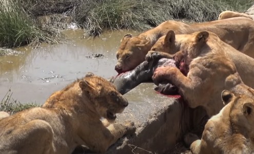 Video. Lions eat zebra alive. Serengeti National Park. Tanzania.