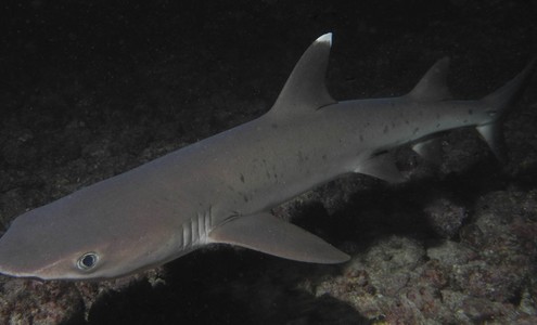 Video. Night diving with sharks. Cocos Island National Park. Costa Rica.