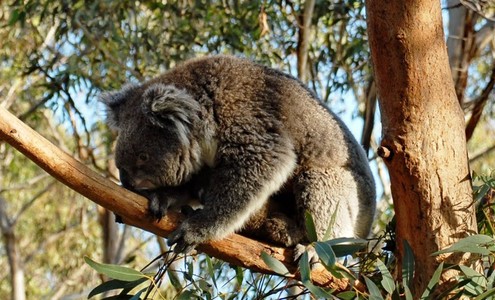 Video. Koala in the wild. Koala Conservation Reserve. Phillip Island. Australia.