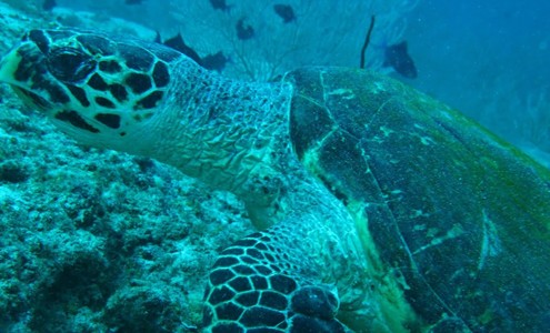 Video. The best diving safari in the Maldives.