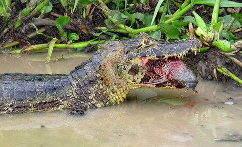 Video. Caiman fighting prey. Pantanal National Park. Brazil.