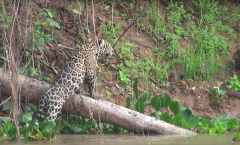 Video. Two jaguars on the hunt. Pantanal National Park. Brazil.