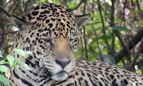 Видео. Крупный самец ягуара. Национальный парк Пантанал. Бразилия.