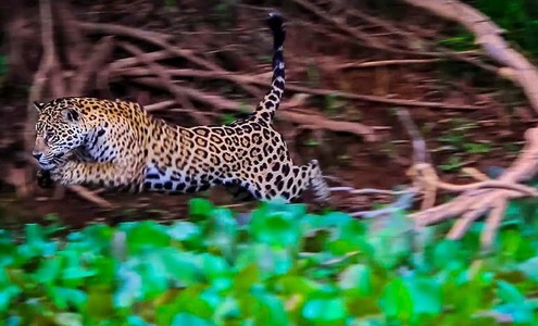 Video. Jaguar female on the hunt. Pantanal National Park. Brazil.