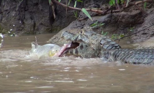 Video. Piranhas take prey from the caiman. Pantanal National Park. Brazil.