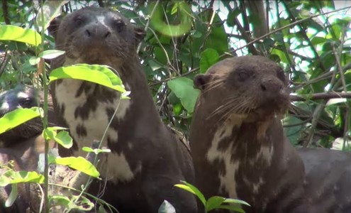 Video. A friendly family of Giant Otters. Pantanal National Park. Brazil.