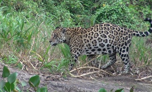 Video. The largest jaguar. Pantanal National Park. Brazil.