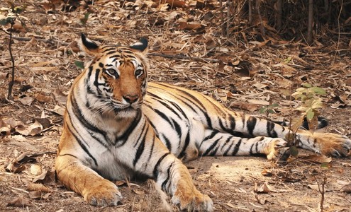 Video. Alone with the tigress in the Bandhavgarh jungle. 4K.