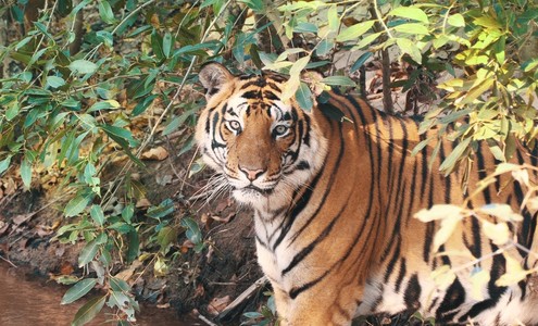 Видео. Бенгальский тигр и его семейство. Джунгли Индии. Национальные парки Бандхавгарх и Канха. 4К.