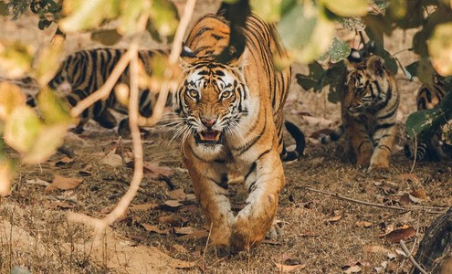 Видео. Атака тигра. Тигрица с тигрятами в джунглях. Национальные парки Бандхавгарх и Канха. 4K.