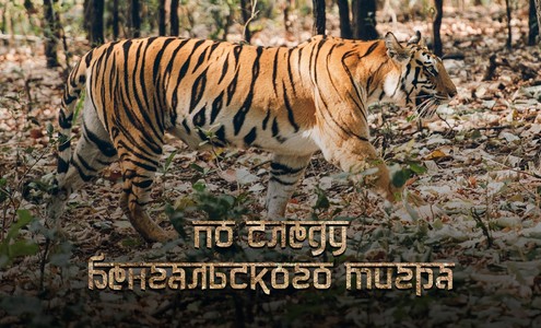 Film “On the trail of the Bengal tiger”. Bandhavgarh and Kanha National Parks. India. 4K. [English subtitles]