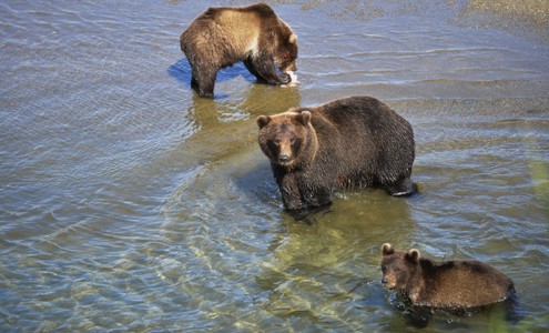 Video. Bears fishing. Kuril Lake. Kamchatka. 4k
