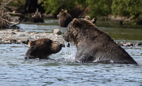 Видео. Медведи в дикой природе. Курильское озеро. Камчатка. 4K.
