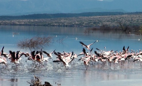 Видео. Национальный парк Озеро Накуру. Озеро Богория. Кения.